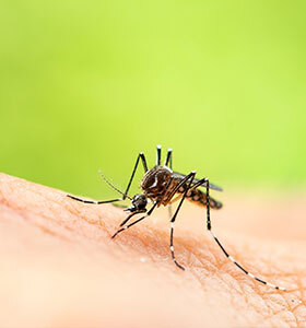dengue-fever-symptoms-causes-diagnosis
