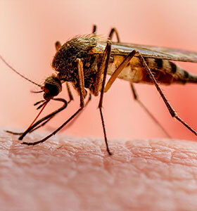 malaria-signs-symptoms-diagnosis-consultation